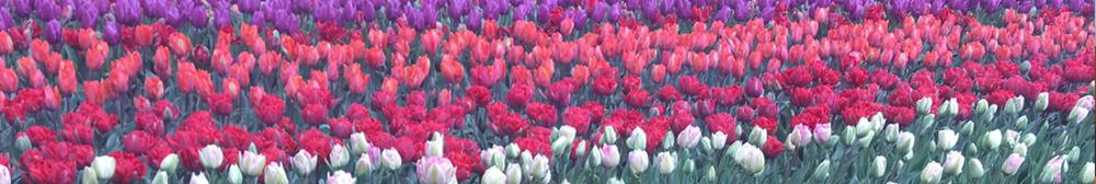 The Famous Keukenhof Tulip Garden by Jeff Cesark Amsterdam Netherlands